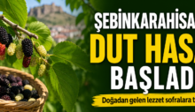 Şebinkarahisar’da Dut Hasadı Başladı: Dalından Sofralara Uzanan Bereket Sezonu