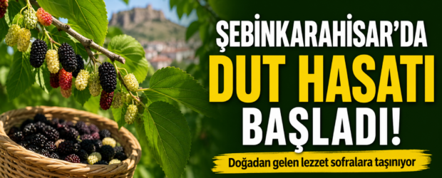Şebinkarahisar’da Dut Hasadı Başladı: Dalından Sofralara Uzanan Bereket Sezonu