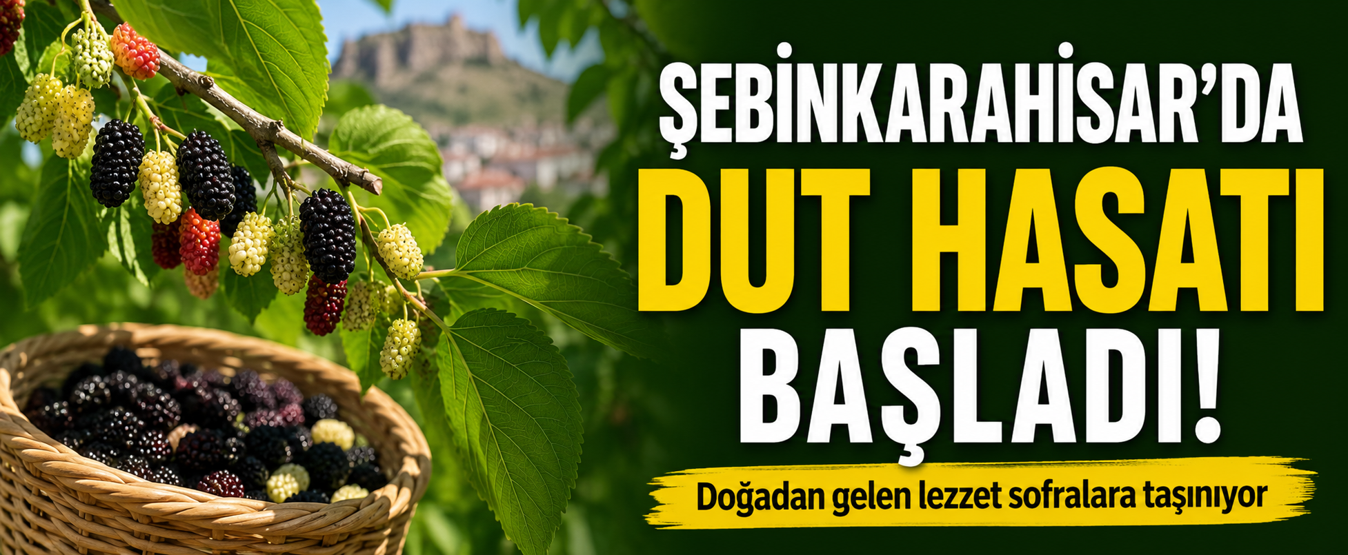 Şebinkarahisar’da Dut Hasadı Başladı: Dalından Sofralara Uzanan Bereket Sezonu
